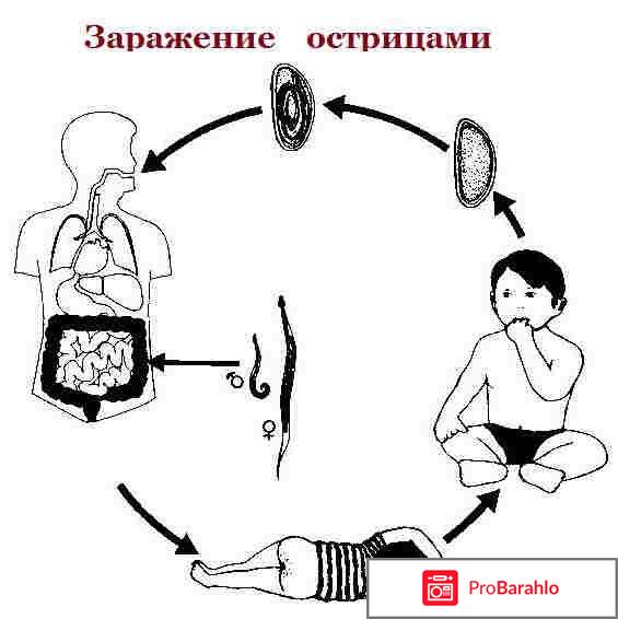 Срок действия анализа на энтеробиоз 