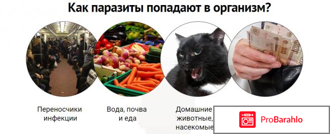 Бактефорт капли от паразитов отрицательные отзывы