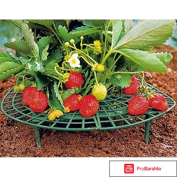 Ягоды клубники лежат на земле. Что придумать, чтобы их приподнять? 