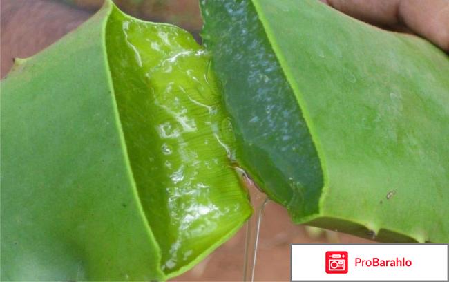 Алоэ отрицательные отзывы