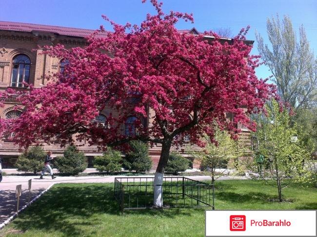 Яблоня недзвецкого описание фото отзывы 