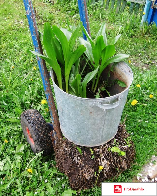 Безвременник осенний (Colchicaceae autumnale)