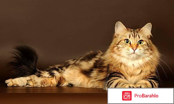 Кошка сибирская отрицательные отзывы