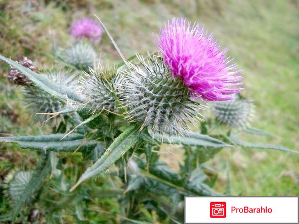 Шрот расторопши, средство для очистки печени 