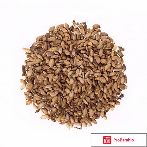 Семена расторопши: лечебные свойства отрицательные отзывы