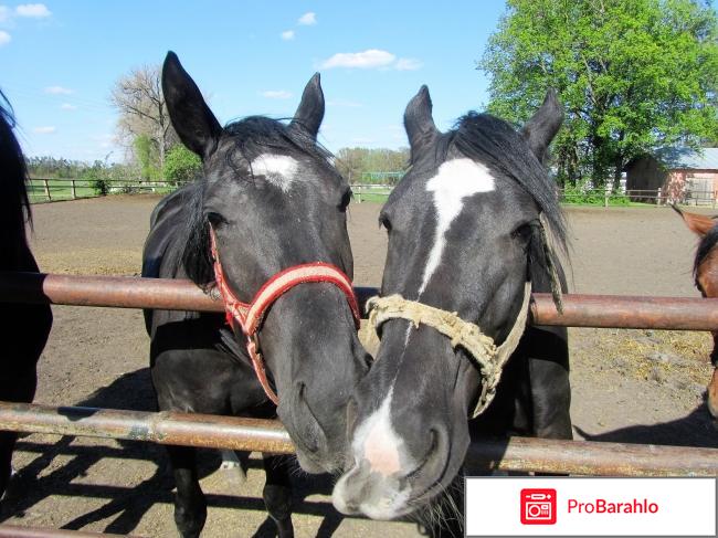 Дубровский конезавод Великого князя Романова фото
