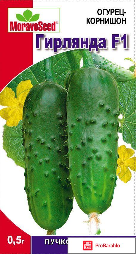 Огурцы гирлянда f1 отзывы фото отрицательные отзывы