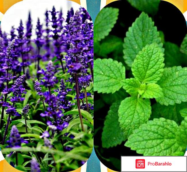 Травы для прекращения лактации обман