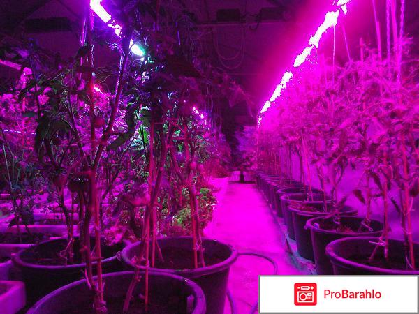 Светодиодные лампы отзывы обман