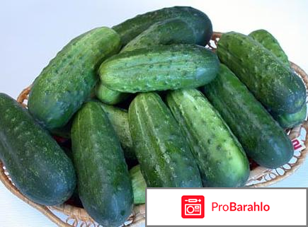 Огурец кустовой фото 