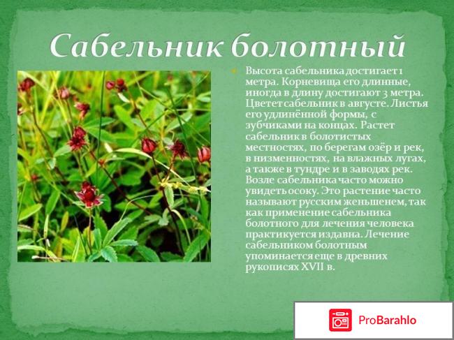Сабельник болотный применение отзывы отрицательные отзывы