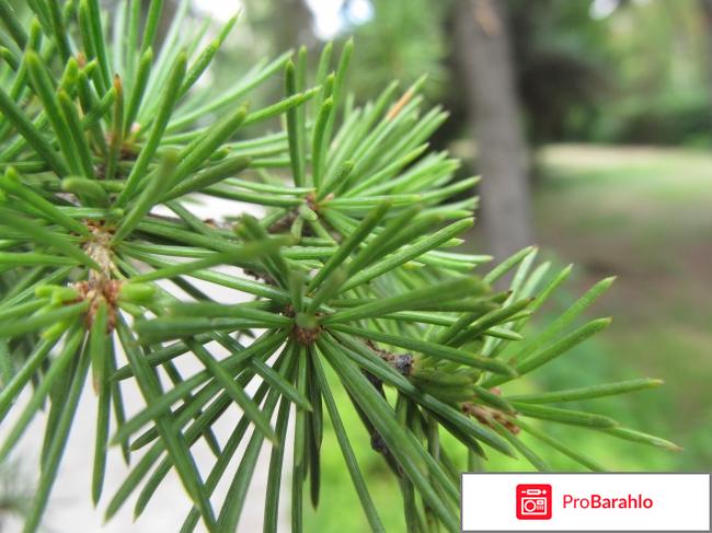 Крым партенит пансионат крым фото