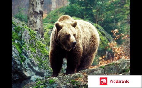 Бальзам таёжный доктор цена отрицательные отзывы