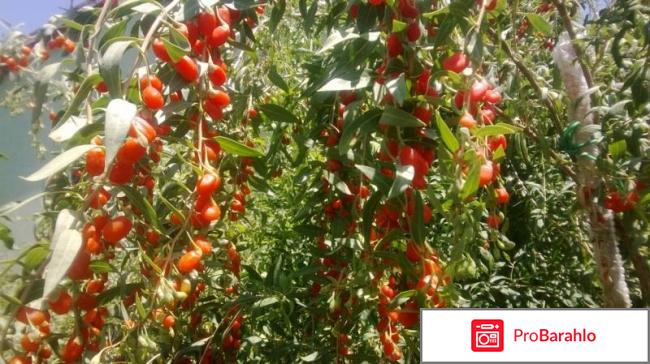 Бальзам Годжилекарь. Отзывы и цены отрицательные отзывы