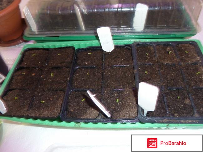 Петуния,выращивание из семян