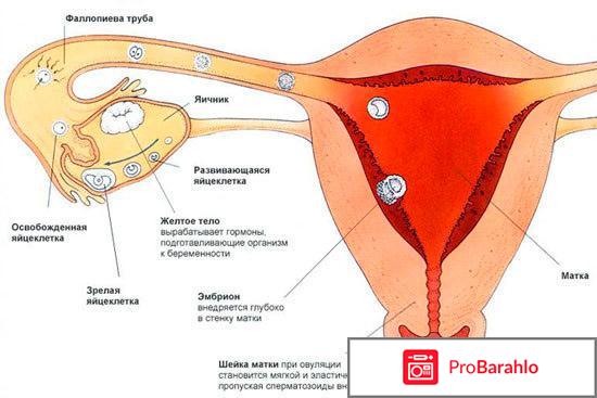 Возможны ли месячные при беременности отрицательные отзывы