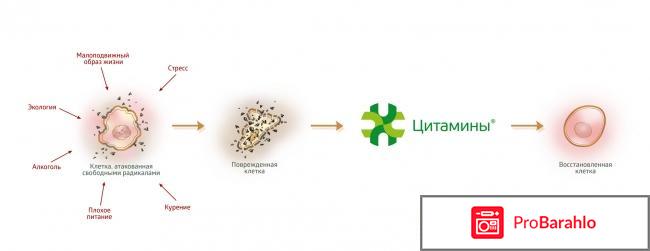Цитамины отрицательные отзывы отрицательные отзывы