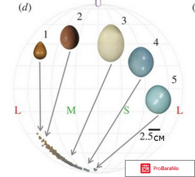 Яйца любых птиц можно употреблять в пищу? 